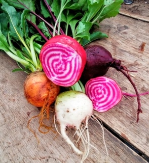 Vegetables grown at Forage Wadswick